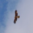 /album/some-overseas-trips/booted-eagle-jpg/